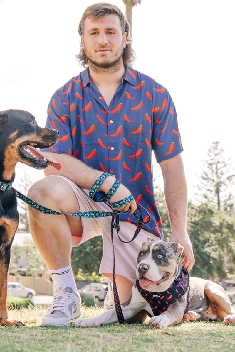 Pet Leash in Flamingoes