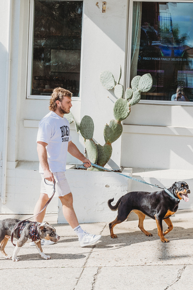 Pet Leash in Neon Jungle