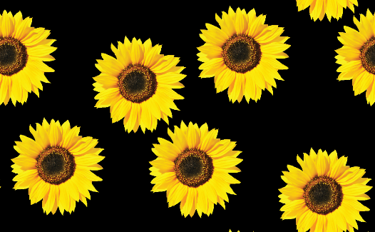 Sunflower Print
