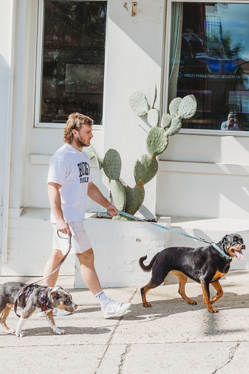 Pet Leash in Chilli Willies